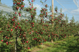 Conduite de verger de pommiers en axe vertical, Story® Inored cov